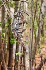 Malagasy giant Oustalets's chameleon Furcifer oustaleti in a forest © hhelene