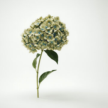 Single pale green hydrangea flower with leaves on a stem isolated on a transparent background