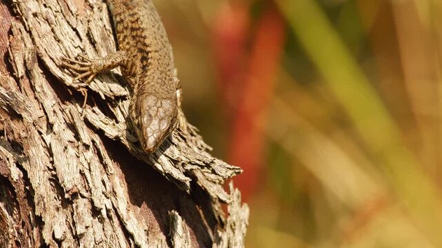 A lizard basks in the warm sunlight on the bark of a grapevine, slowly turning its head, flicking its tongue, and looking directly into the camera.