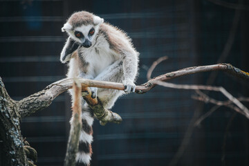Naklejka premium Ring-tailed lemur perched on a branch with a blurred background, showcasing its distinctive markings and playful posture in a natural habitat setting