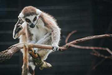 Naklejka premium Ring-tailed lemur sitting on a branch with one hand on its head, showcasing its distinctive black and white facial markings and long striped tail in a natural habitat
