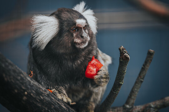 Marmoset monkey with distinctive white ear tufts sitting on a branch, holding a piece of red fruit against a blurred natural background