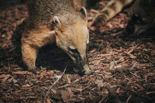 Coati foraging on the forest floor, surrounded by wood chips and natural debris, with another coati partially visible in the background