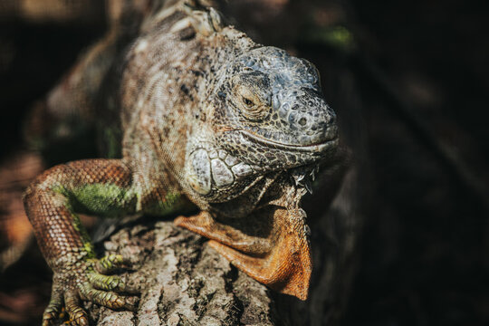 Close-up of a green iguana resting on a tree branch, showcasing textured skin and vibrant colors in a natural outdoor environment