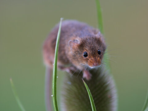 A Harvest Mouseon a Teasel