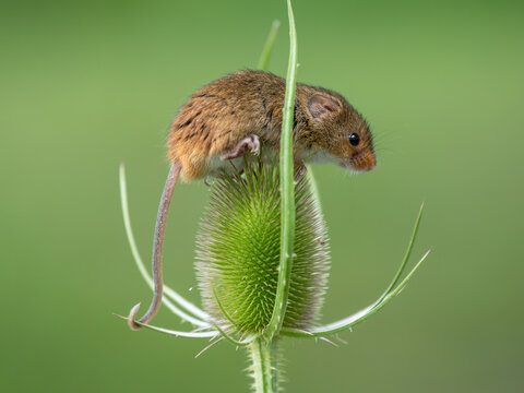 A Harvest Mouseon a Teasel