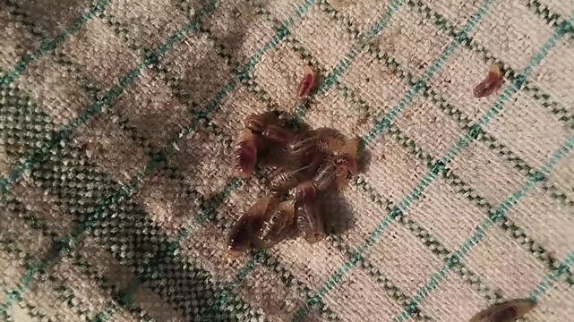 Fly larvae or maggots on a dirty kitchen cloth, illustrating issues of hygiene, food contamination, and pests.