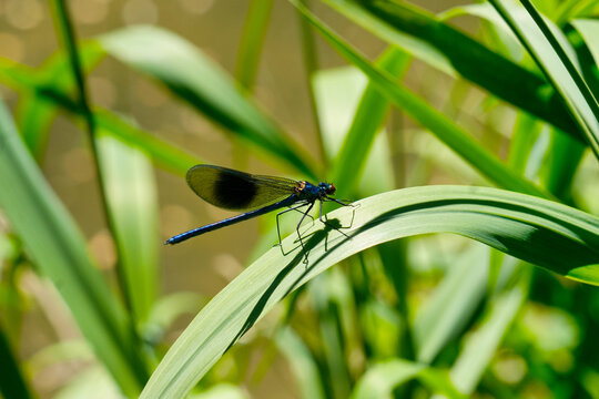 Blaufl&uuml;gel-Prachtlibelle auf Schilfblatt an der jungen Donau, Deutschland