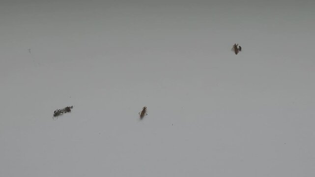 Macro shot of several head lice and nits moving on a white isolated background. Parasitic insects causing pediculosis and itching
