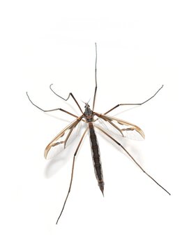 Male crane fly Pedicia rivosa photographed against a white background. Detailed close-up showing the long legs, slender body and transparent wings