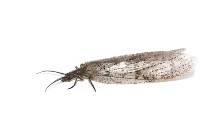 Fototapeta premium Male summer fishfly Chauliodes pectinicornis with pectinate antennae dorsal view macro shot