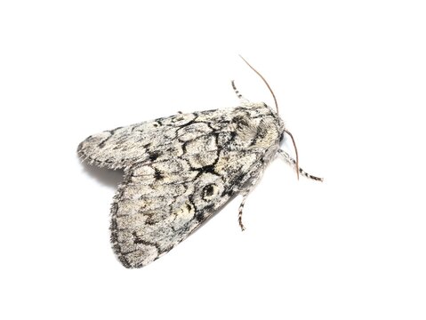 Laugher moth Charadra deridens isolated on a white background