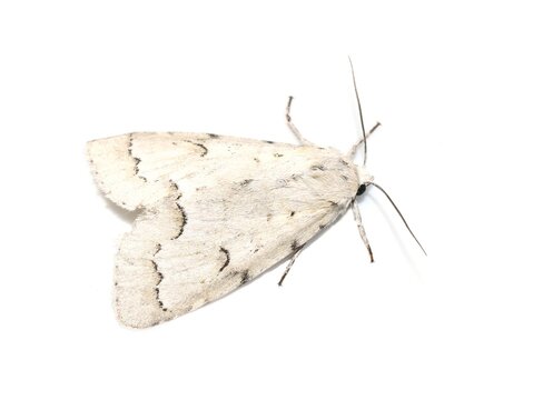 Miller dagger moth Acronicta vulpina isolated on a white background