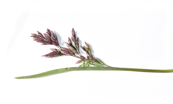 Alpine bluegrass Poa alpina grass specimen isolated on a white background