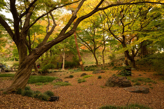 色づく紅葉と落ち葉の絨毯が広がる、秋の東京・六義園の日本庭園風景
