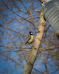 Titmice on a tree in winter © Алиса Тодорова