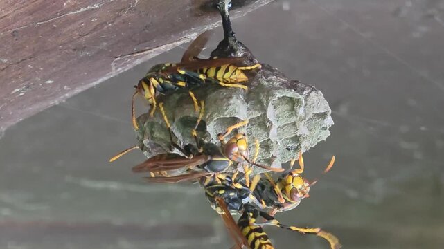 
Paper Wasps Caring for Nest and Larvae Macro Shot 4K#003

 