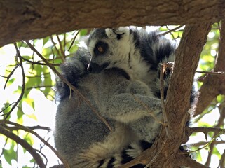 Naklejka premium A ring tailed lemur sits nestled between tree branches within a forest canopy