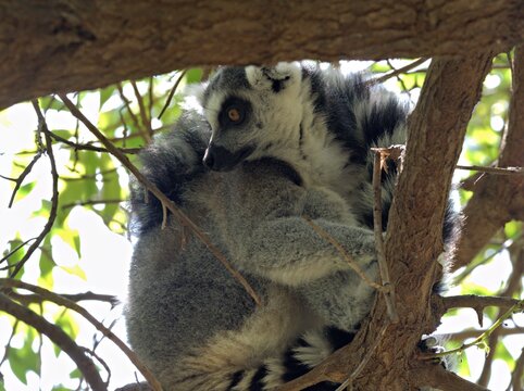 A ring tailed lemur sits nestled between tree branches within a forest canopy