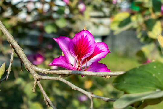 Blooming magenta orchid tree blossom outdoors under sunlight