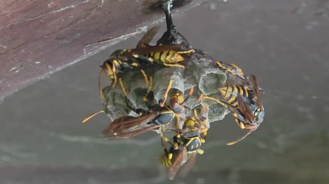 
Paper Wasps Caring for Nest and Larvae Macro Shot 4K#005

 