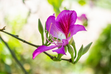 Purple Bauhinia purpurea blossom blooming on garden branch © mssozib