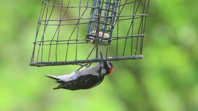 Male downy woodpecker (Dryobates pubescens) clinging to wire suet cage feeder and pecking at suet, red occipital patch visible, lush green summer foliage background, northern California.