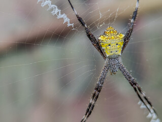 striking yellow and black Argiope spider resting at the center of its web © ferii
