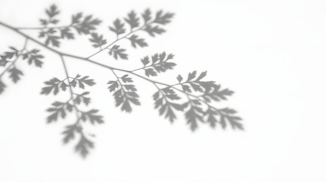 Fern branch shadow overlay on wall