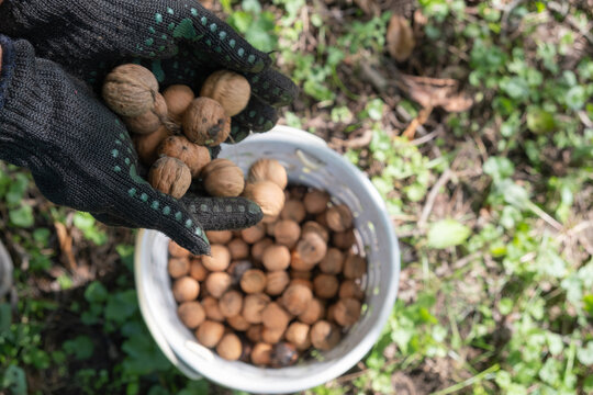 Collecting walnuts from the ground on a sunny day in an orchard