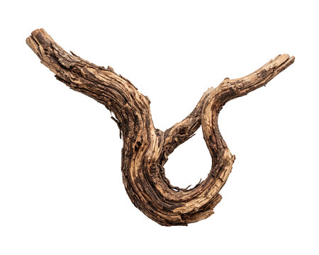 Curved forked tree root against a black background