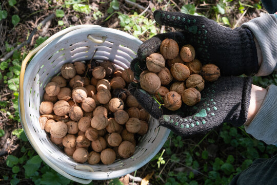 People gather walnuts in a basket during a sunny day in a forested area, showcasing the harvest process of nuts
