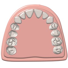 3D Maxillary dental arch occlusal view upper teeth anatomy diagram © Bhuvana