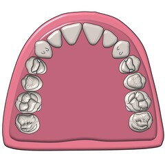 Maxillary dental arch and occlusal surface details upper teeth diagram © Bhuvana