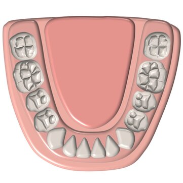 3D Mandibular dental arch occlusal view lower teeth anatomy diagram