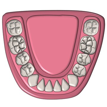 Mandibular dental arch and occlusal surface details lower teeth diagram