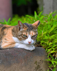 cat on the grass © Januar