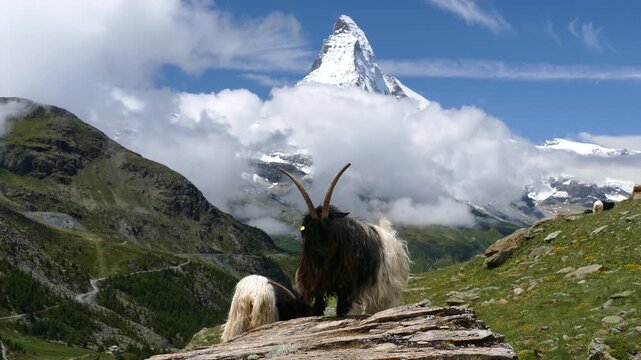 Goat Against the Background of Snow-Capped Matterhorn, Switzerland. Traditional Valais blackneck goat standing on a rock with the iconic snow-capped Matterhorn peak rising in the background, Zermatt.