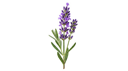 Obraz premium Purple lavender flower sprig isolated on white background for aromatherapy and spa design