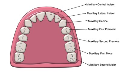 Maxillary dental arch teeth identification and anatomy illustration © Bhuvana