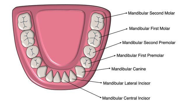 Mandibular dental arch teeth identification and anatomy illustration