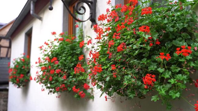 Red flowers blooming on old village wall on a street in Beilstein, Germany