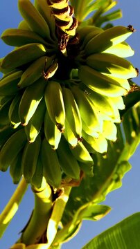 Bunch of ripening green bananas growing on a tree