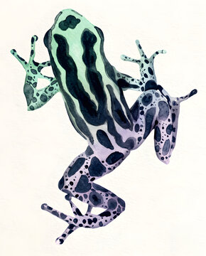 Mint green and lavender poison dart frog