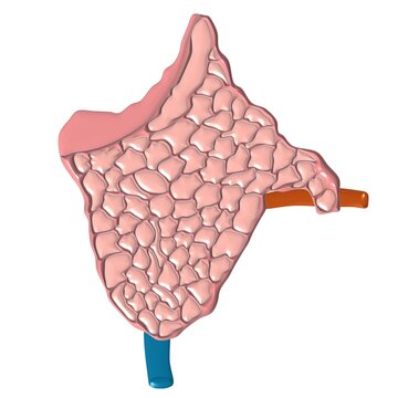3D Parotid gland