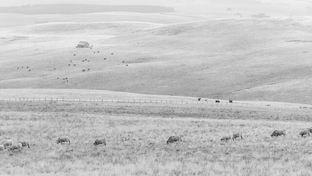 Un troupeau de vaches paissant sur le plateau du C&eacute;zallier &mdash; un vaste massif volcanique du Massif central situ&eacute; entre le massif du Sancy et les monts du Cantal, au c&oelig;ur du parc naturel r&eacute;gional des vo