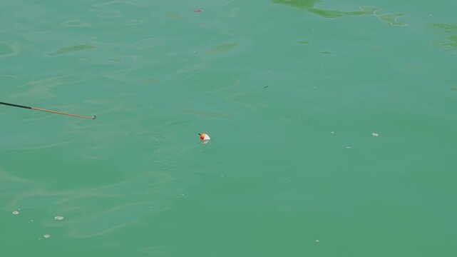 Fishing float on the surface of green water suddenly disappearing underwater after a fish has taken the bait during a summer fishing trip