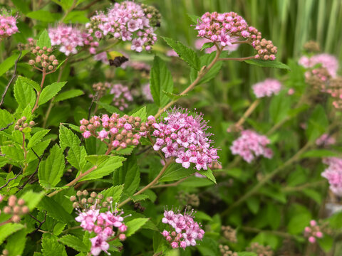 Pink spirea japonica shrub with clusters of small flowers and buds in garden