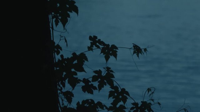 Silhouette of ivy leaves clinging to a tree trunk against a dim blue water surface
