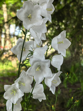 White campanula persicifolia bellflowers blooming in shaded garden